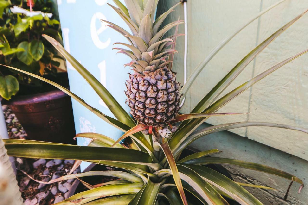 Central Maui Hostel Wailuku Екстериор снимка